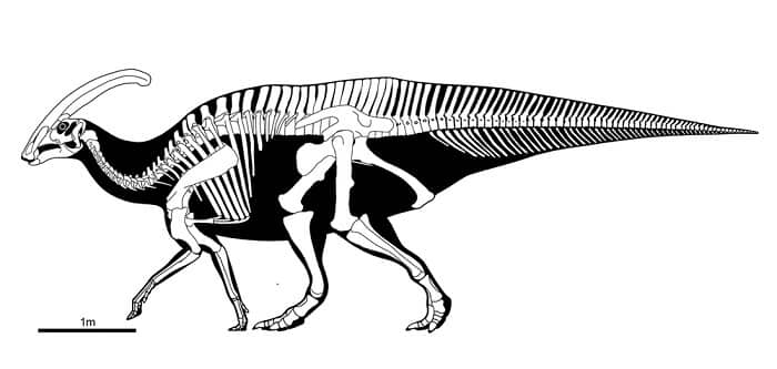 Descripción sobre el Parasaurolophus