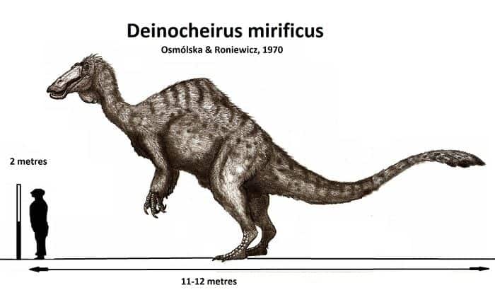 Características del Deinocherus
