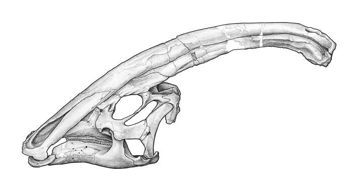 Cresta de un Parasaurolophus