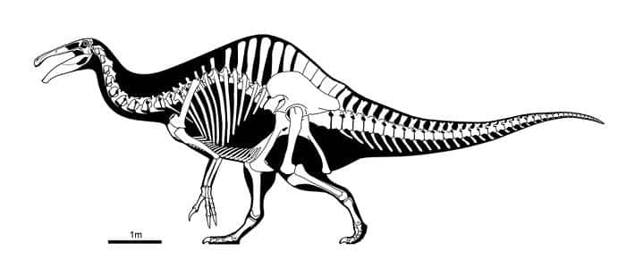 Descripción del Deinocheirus