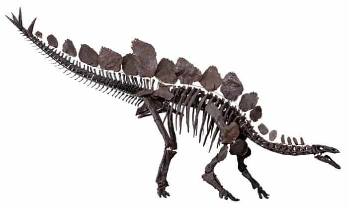 Descripción del Stegosaurus