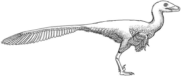 Descripcion del Troodon