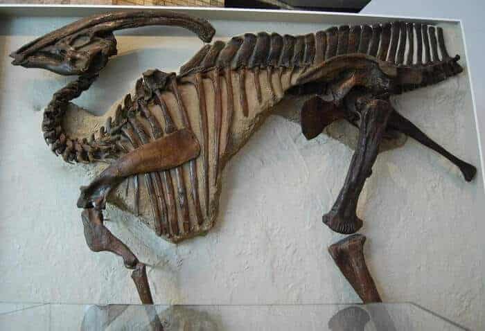 Reconstrucción de un Parasaurolophus