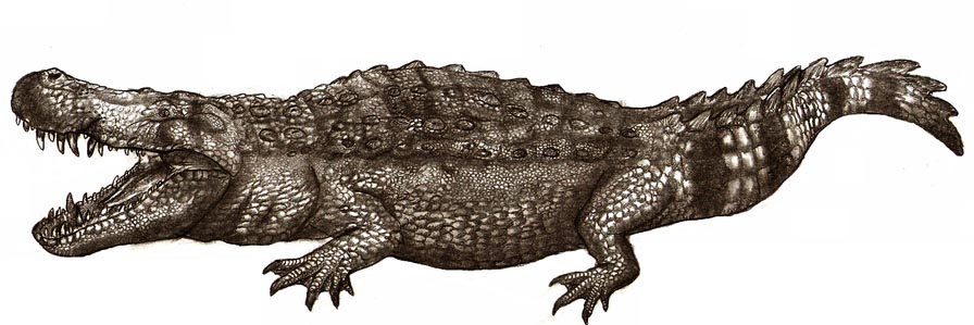 Purussaurus brasiliensis el mortifero cocodrilo gigante