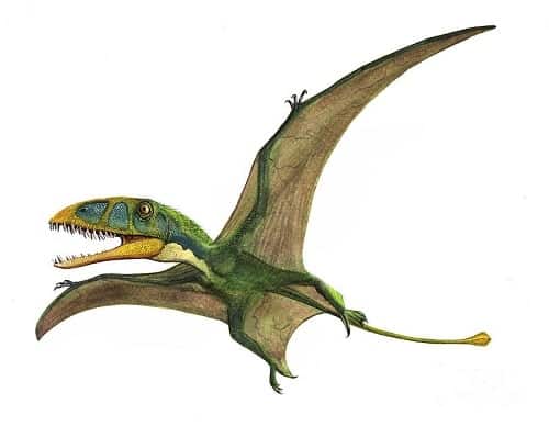 Dimorphodon: Un misterioso volador – Dinosaurios