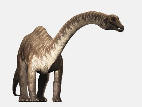 El Diplodocus: el dinosaurio de la cola supersónica – Dinosaurios