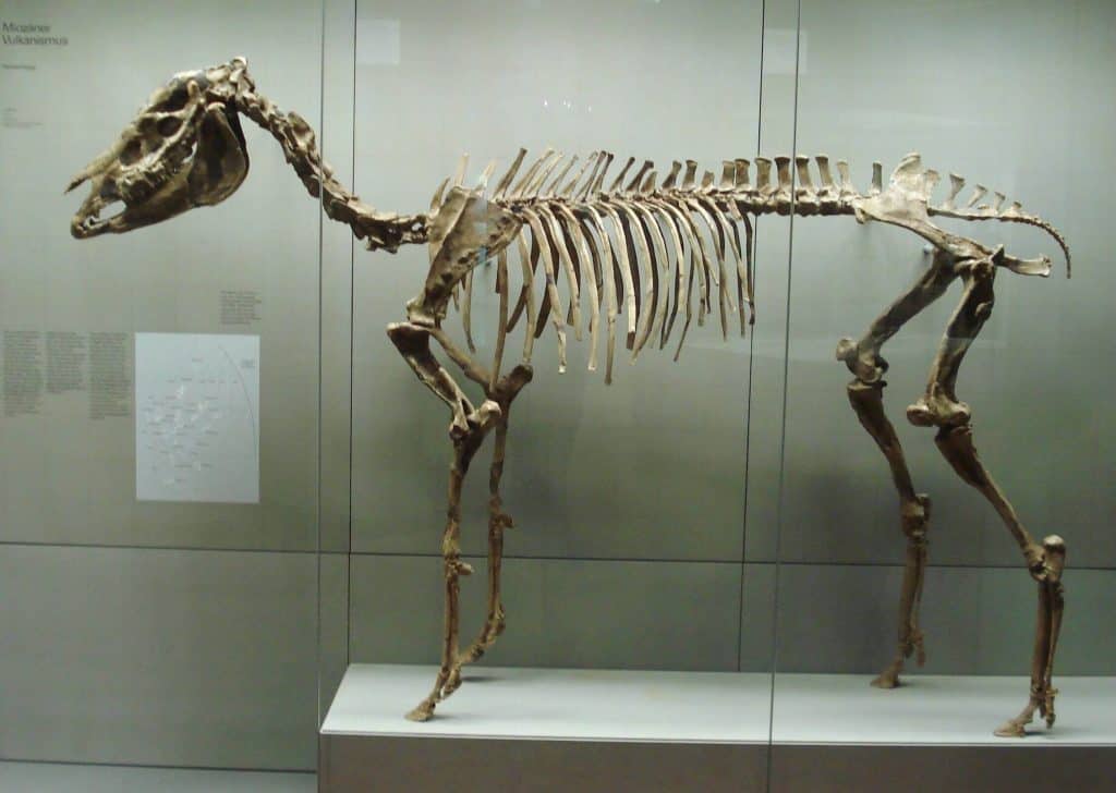 hipparion esqueleto fosil