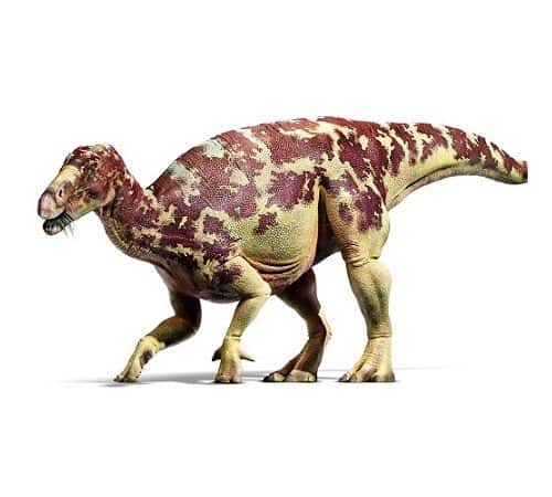 Iguanodon, el diente de iguana – Dinosaurios