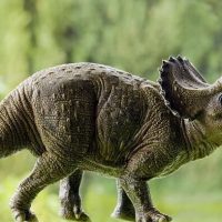 alimentacion-triceratops