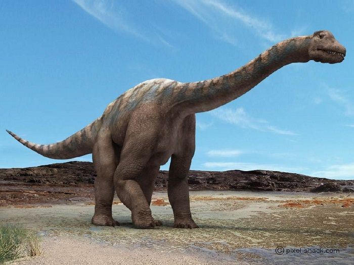 El Argentinosaurus tenía un cuello largo