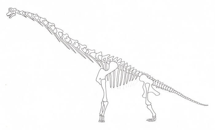 Descripción sobre Brachilosaurus