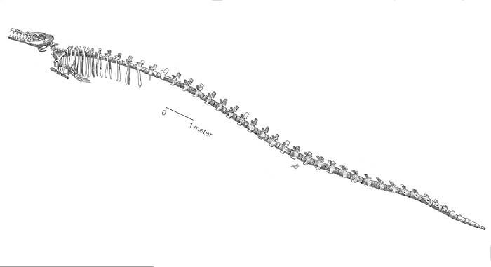 Descripción Brasilosaurus