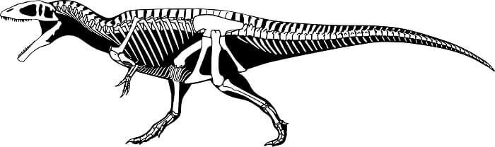 Descripción del Carcharodontosaurus
