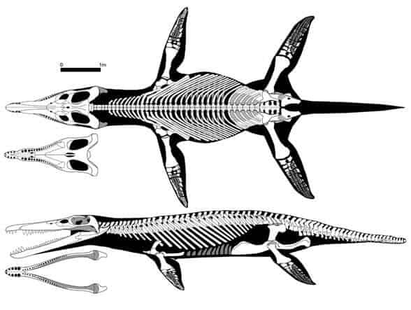 Descripción del Kronosaurus