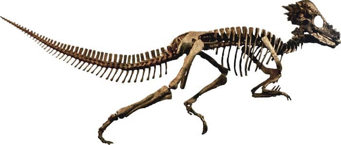 Descripción del Pachycephalosaurus
