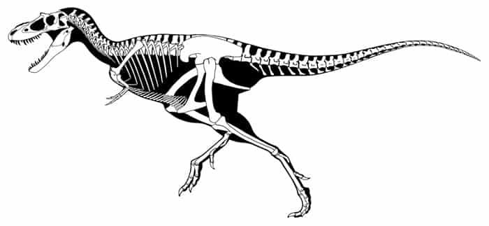 Características del Albertosaurus