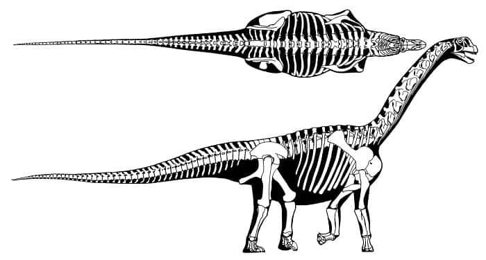Características del Camarasaurus