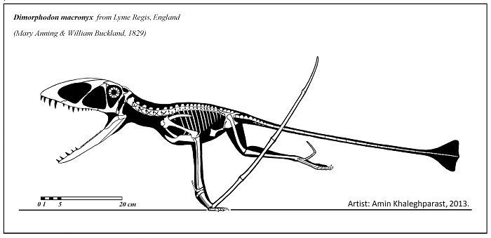 Características del Dimorphodon