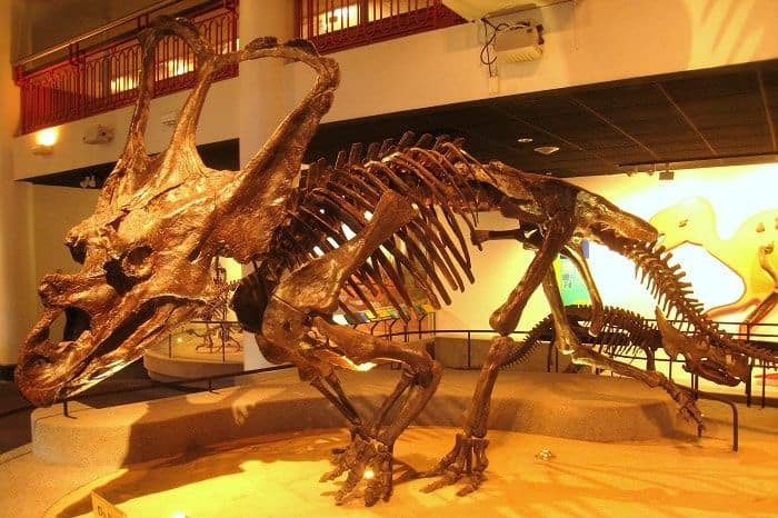 Chasmosaurus situado en la Academia de Ciencias Naturales de Philadelphia