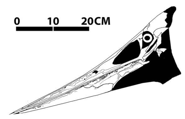 craneo-pteranodon