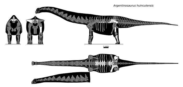 Descripción del Argentinosaurus