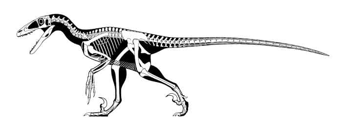 Descripción del Deinonychus