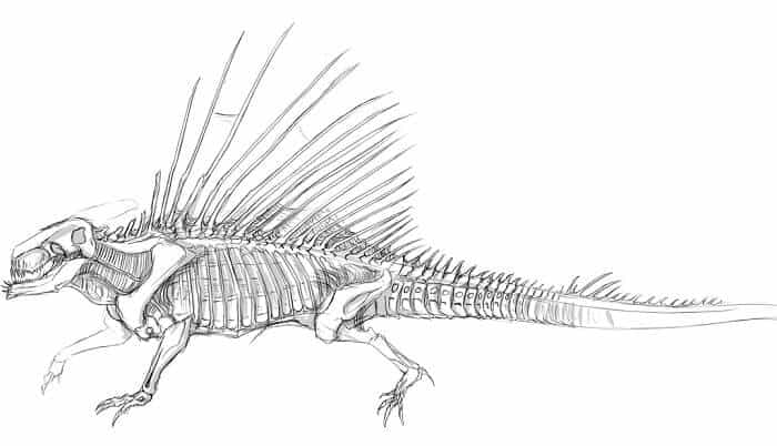 Descripción del Dimetrodon