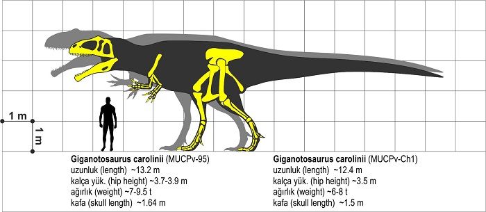 Descripción del Giganotosaurus