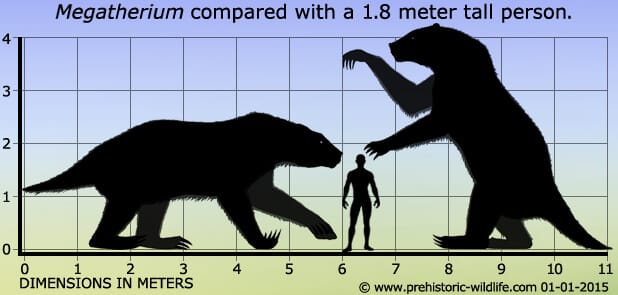Descripción de un Megatherium
