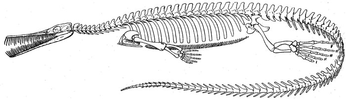 Descripción del Mesosaurus
