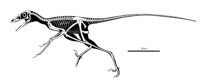 descripcion-microraptor