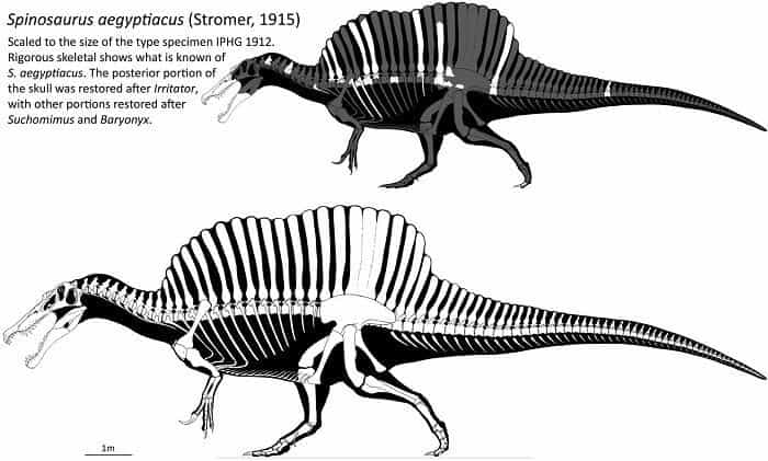 Descripción del Spinosaurus