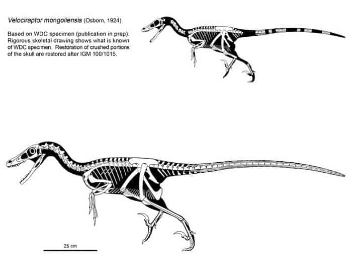 Características del Velociraptor