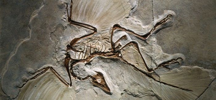 Descubrimiento del Archaeopteryx