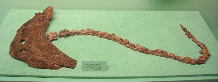 Restos de Diplocaulus situados en el Museo de Historia Natural de Michigan