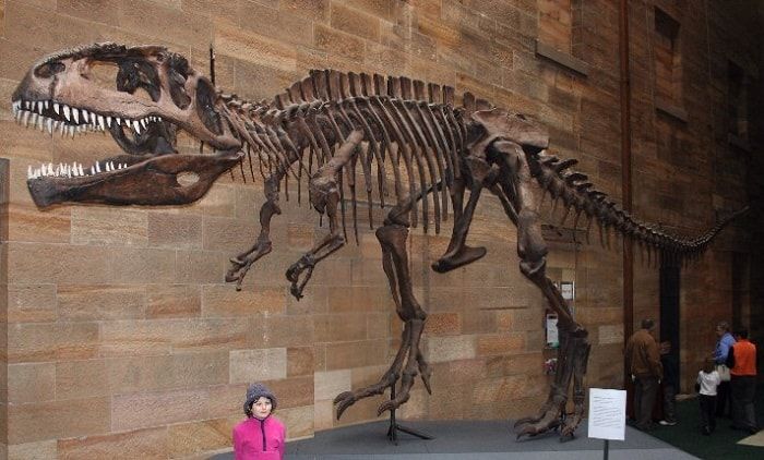Descubrimiento del Giganotosaurus