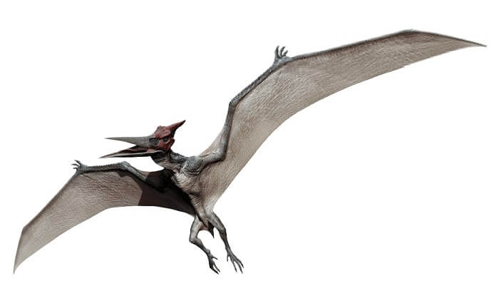 Dibujo de un Pteranodon