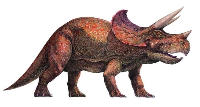 Dibujo de un Triceratops