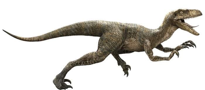 Dibujo de un Velociraptor