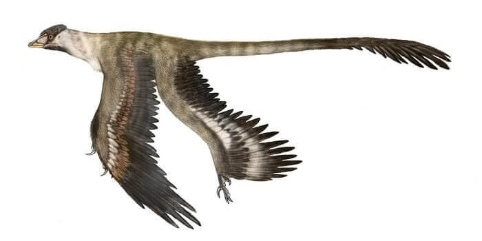 Dibujo de un Microraptor
