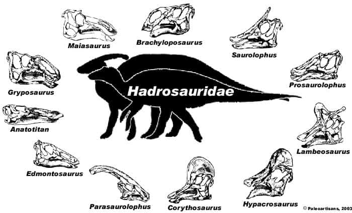 Familia de Hadrosáuridos