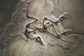 fosil archaeopteryx
