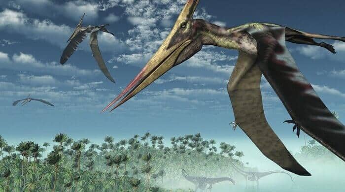 Pterodactylus: un alado de la prehistoria – Dinosaurios