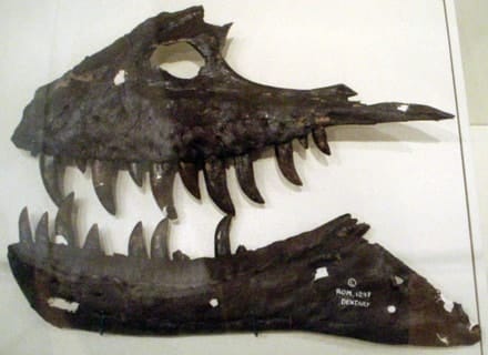 mandibula-albertosaurus