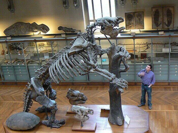 Descubrimiento del Megatherium