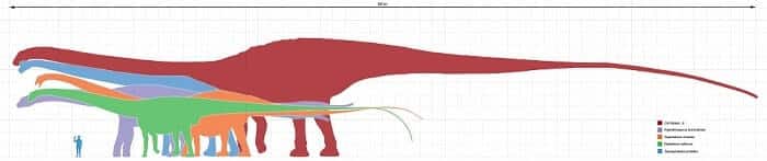 El Diplodocus es el saurópodo más grande