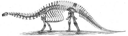 esqueleto-brontosaurus