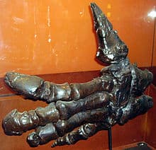 iguanodon - dedo pulgar de la mano