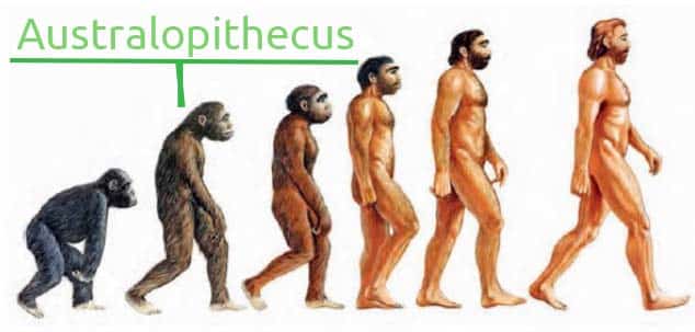 Australopithecus - evolucion del hombre