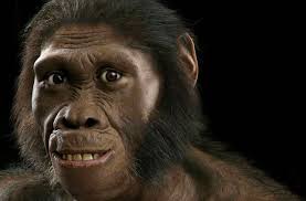 cara austrolopithecus sediba